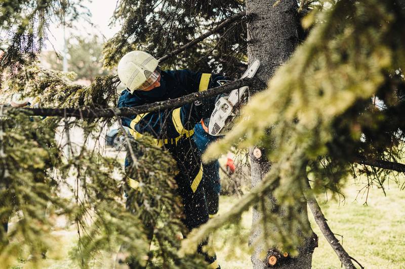 tree service crew chainsaw - Roseville Stump Grinding