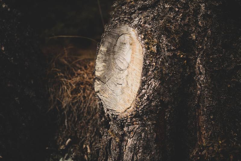 Fair Oaks neighborhood homes - Roseville Stump Grinding
