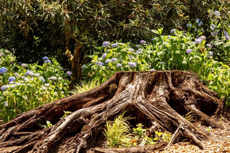 Folsom neighborhood homes - Roseville Stump Grinding