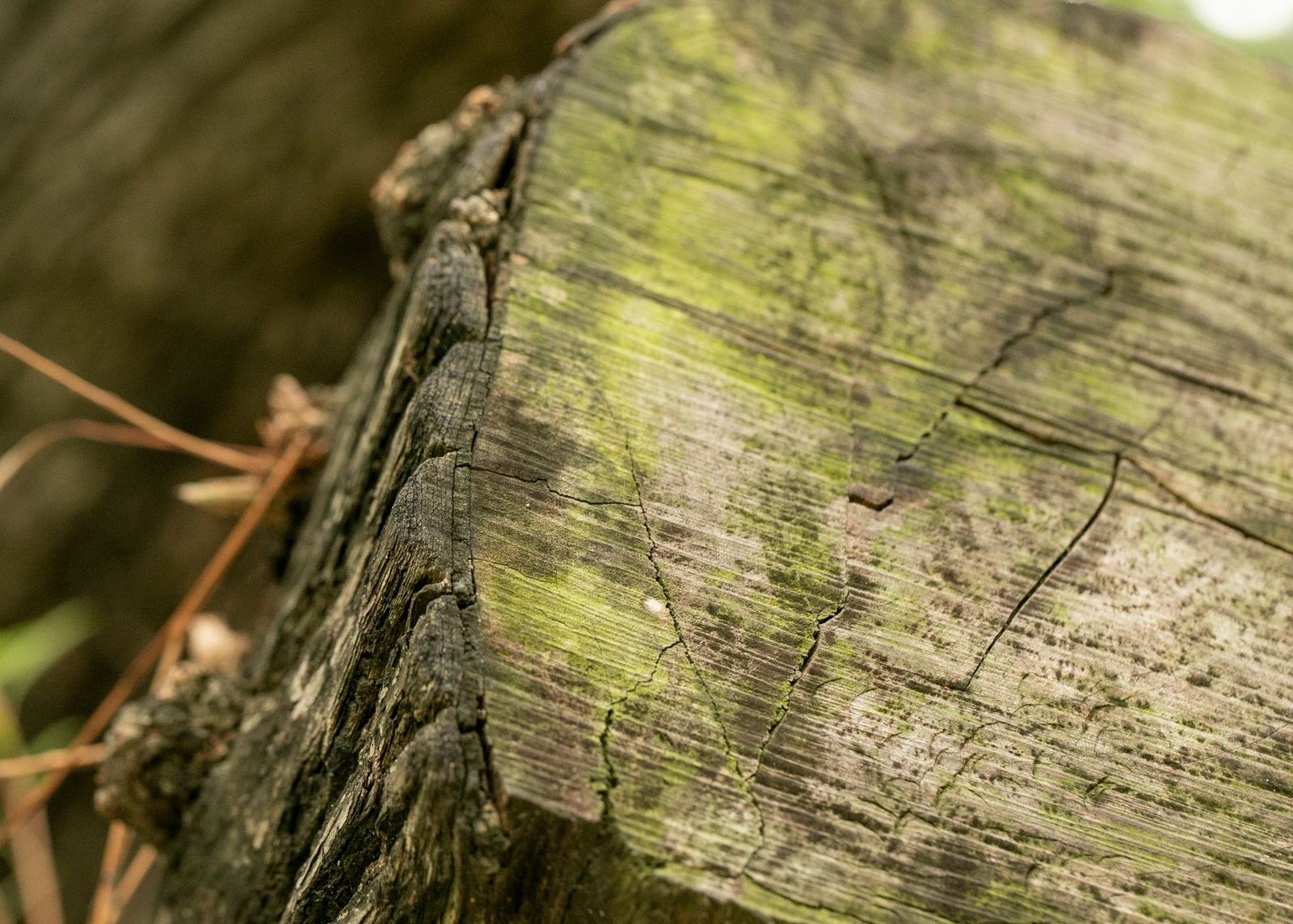 stump grinding and tree - Roseville Stump Grinding