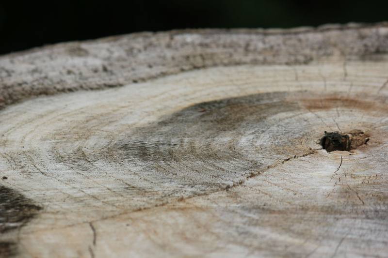 Oak Stump Removal - Roseville Stump Grinding