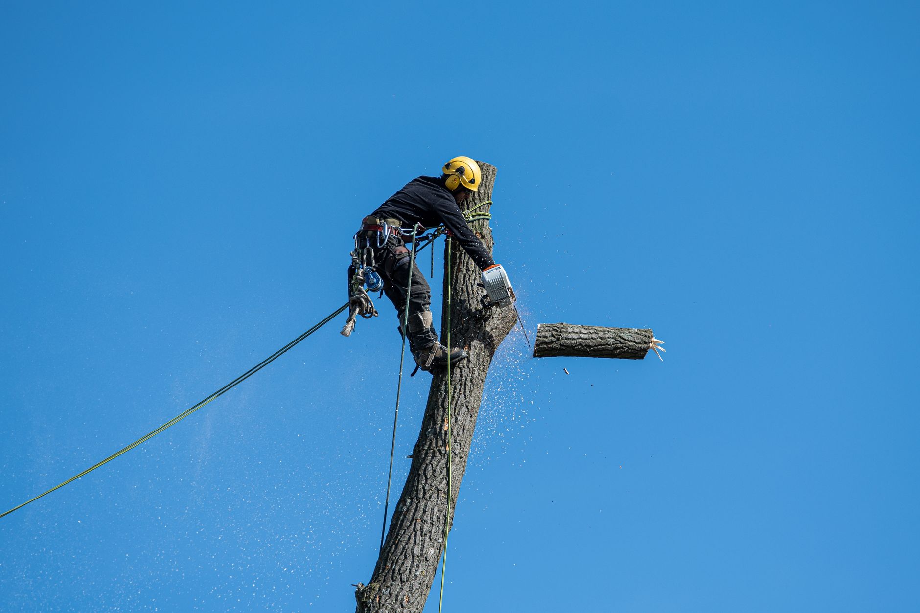 Tree Removal - Roseville Stump Grinding